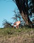 Magis_bell_chair_ambient_SD2900_sunrise_07_hr